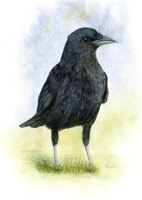 One Of My Raven Paintings Rcrowbro