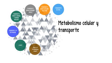 Metabolismo Celular Y Transporte By Alan Castillo On Prezi