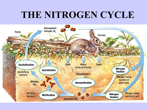 Nitrogen cycle