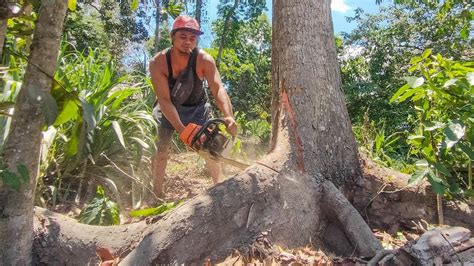 Buahnya Pahit Tebang Pohon Mahoni Bahan Joglo Ekonomis Stihl