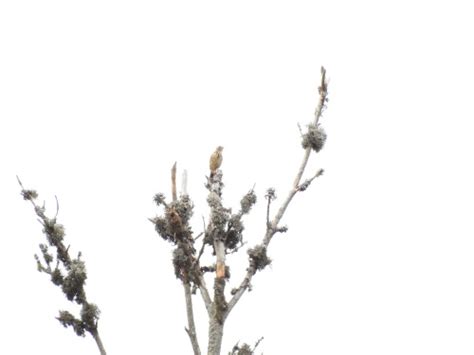 Tree Pipit Anthus Trivialis