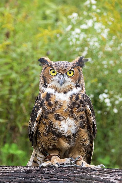 Great Horned Owl Photograph By Lorraine Matti Pixels