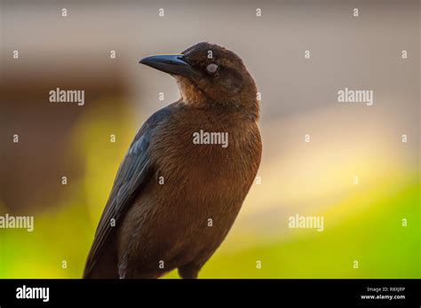 Birds photographed in Mexico Stock Photo - Alamy