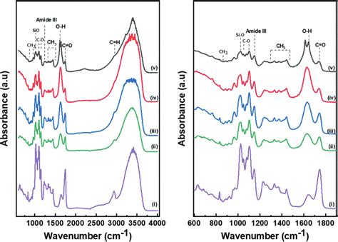 The FTIR Spectra Of I Pectin Ii Pectin Fe 8 1 Iii Pectin Fe