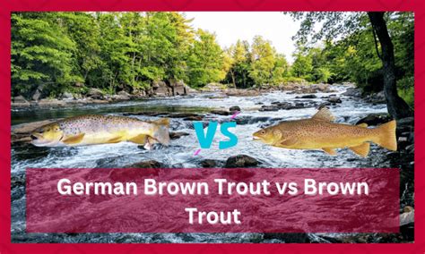 The Differences Between German Brown Trout vs Brown Trout - FuncFish