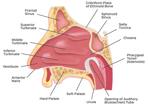 nasal-cavity - Allergy & Asthma Care P.A.