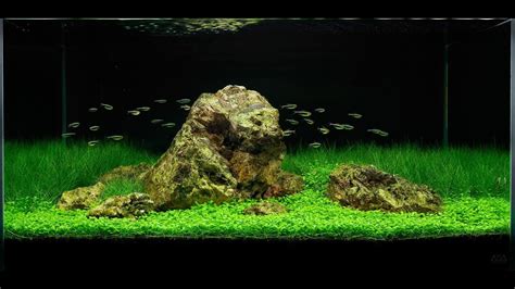 Awesome Aquascape Underwater Landscapes Aquascaping Youtube