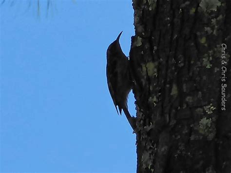 Treecreepers - nesting and nest boxes - Chris and Chris's birds