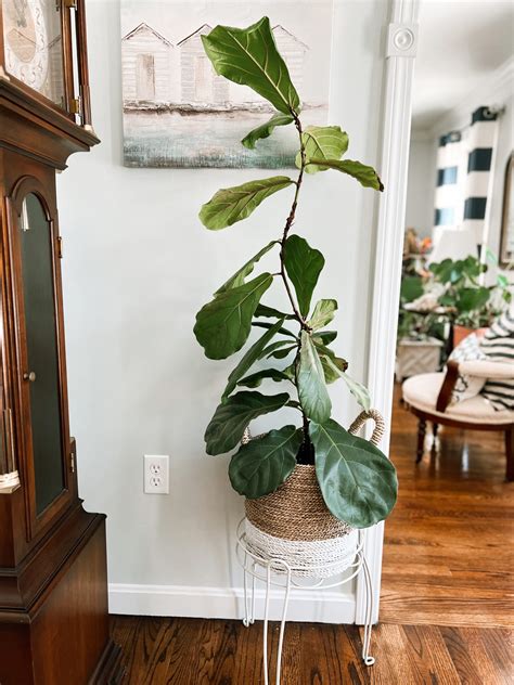 Propagating My Fiddle Leaf Fig Rosa Diana