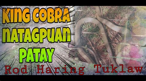 King Cobra Pumatay Ng Mga Alaga Pinatay Rodharingtuklaw Tinawag Para