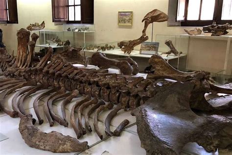 Museo Paleontol Gico De Tarija