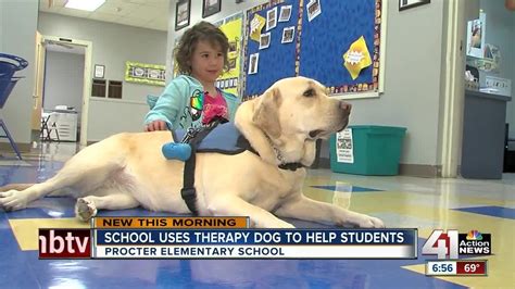 How Do Therapy Dogs Help In School