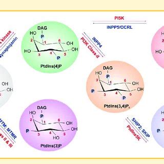 Schematic Representation Of The Ptdins Involved In Cytokinesis Red And