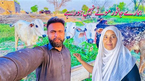 Janwar Moty Nhi Ho Rahy Village Daily Life Village Life Vlog