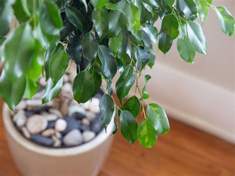 Pruning Ficus Trees: Ficus Benjamina Pruning Step by Step Guide - Go Get Yourself