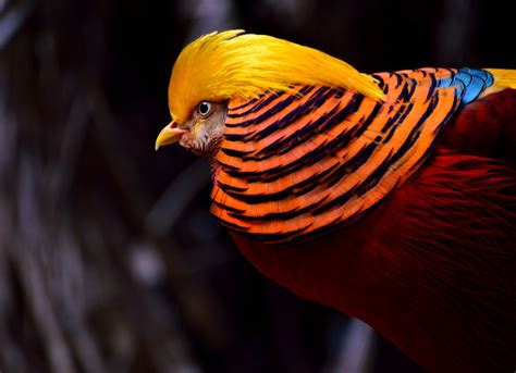 Golden Pheasant Facts Information And Pictures Popular Bird By