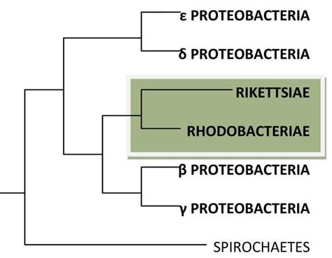 Alphaproteobacteria - Alchetron, The Free Social Encyclopedia