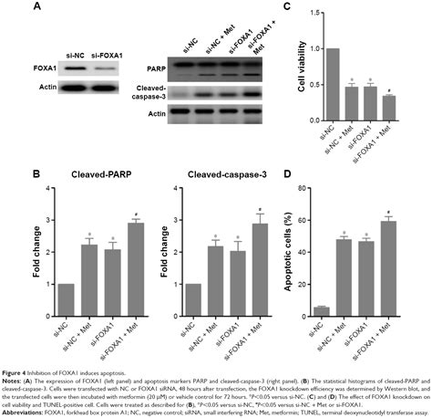 Metformin Induces Apoptosis Of Human Hepatocellular Carcinoma Hepg Ce