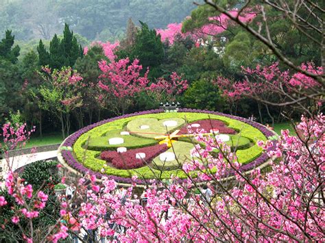 YangMingShan Flower Festival 2022 | Taipei Travel