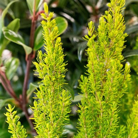 Erica Arborea Alberts Gold Buy Alberts Gold Tree Heather Online