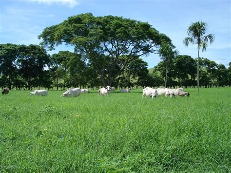 Cuántas hectáreas tiene sembradas Colombia