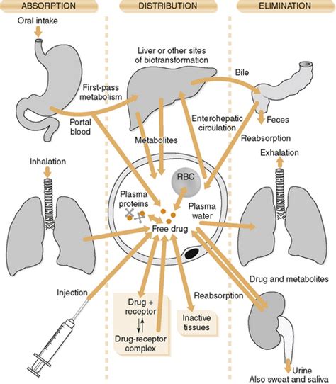 Pharmacokinetics Metabolism And Excretion Basicmedical Key My Xxx Hot