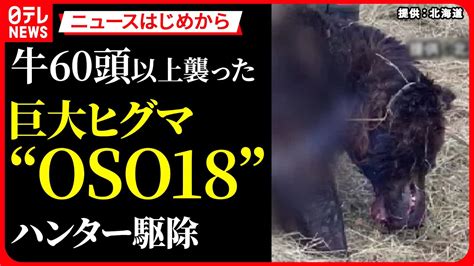 【クマに関するニュース】牛60頭以上襲った巨大ヒグマ「oso18」 釧路の牧場で7月に駆除されていた 2階の窓で“中ぶらりん”のクマ