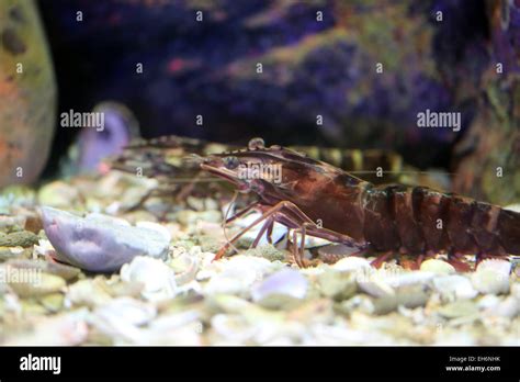 The Tiger Prawn In The Aquarium Stock Photo Alamy