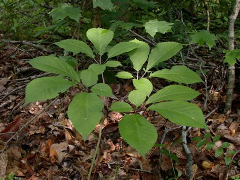 Ginseng Growing And Ethical Harvesting Resources