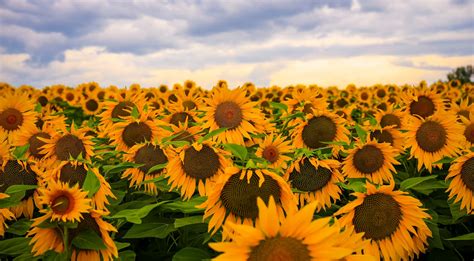 sunflowers, field, flowers, yellow flowers, plants HD Wallpaper