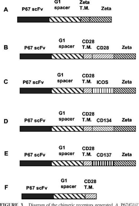 Figure 3 From Activation Of Resting Human Primary T Cells With Chimeric