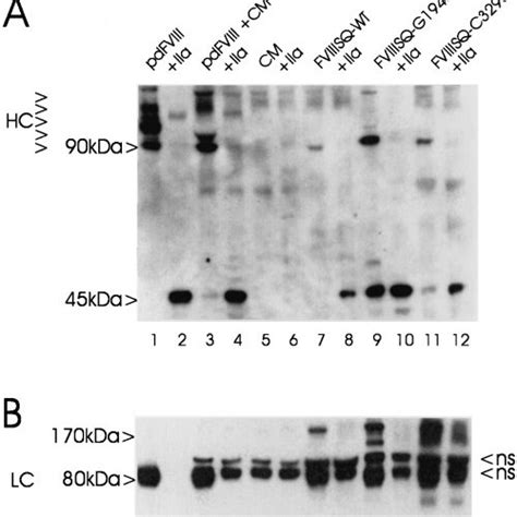 Diagram Showing The Domain Structures Of Plasma Derived Fviii And