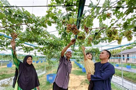 Grower proves grape vines can thrive in Malaysia's climate | The Star