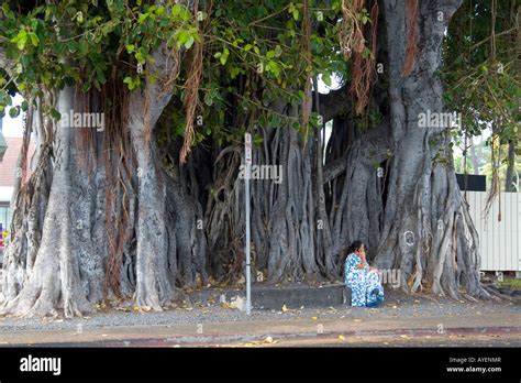 Banyan Tree Hi Res Stock Photography And Images Alamy