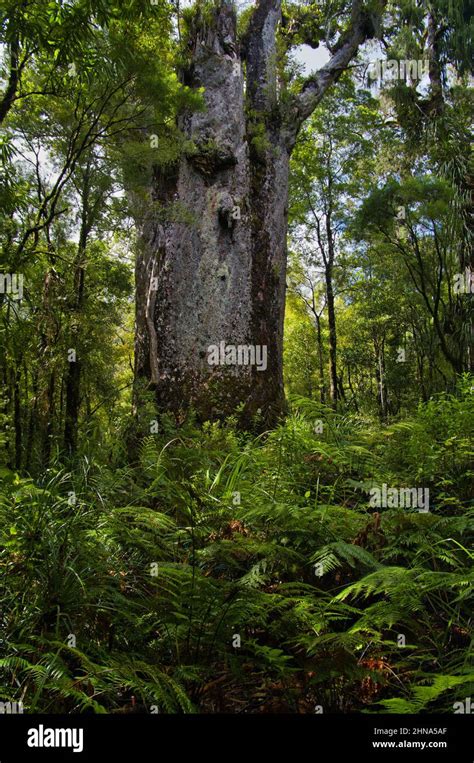 Giant Kauri Tree Agathis Australis Called Tane Matua Ngahere Father