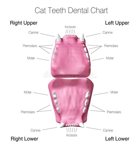 Cat Dental Chart