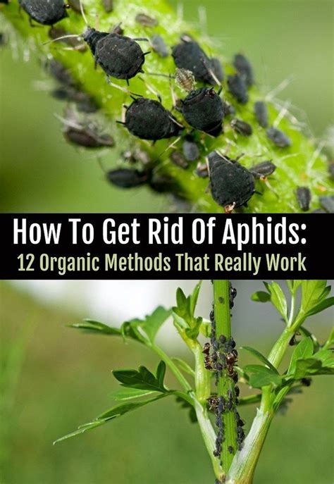 Organic aphid control – Artofit