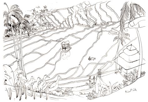 Rice Field Coloring Page Coloring Pages