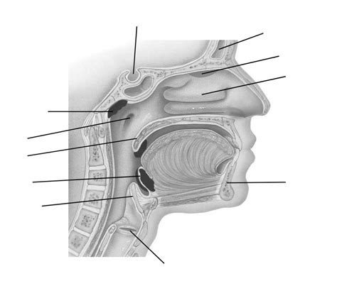 Pharynx Diagram Quizlet