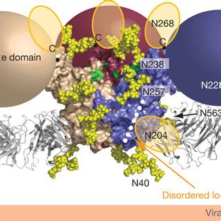 Structure Of Zaire EBOV GP A Domain Schematic Of GP Domains Observed