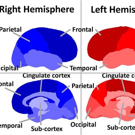 Brain Regions Illustration of the different brain regions that... | Download Scientific Diagram