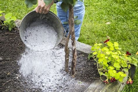 Cum să Fertilizezi și Protejezi Grădina cu Cenușă de Lemn