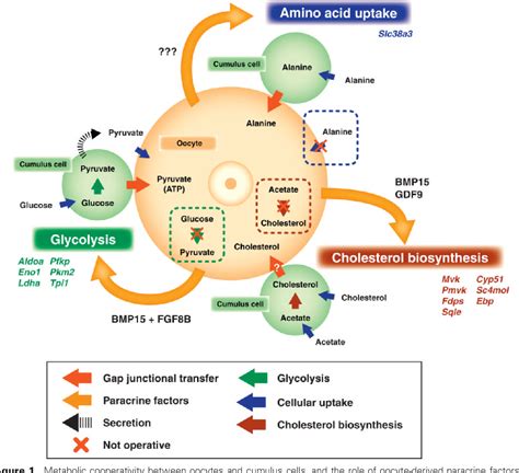 Figure From Mouse Oocyte Control Of Granulosa Cell Development And