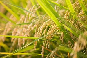 Rice With Less Stomata Needs Less Water Better Suited For Climate