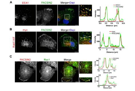 PACSIN2 Colocalizes With Rac1 On Early Endosomes And In The Leading