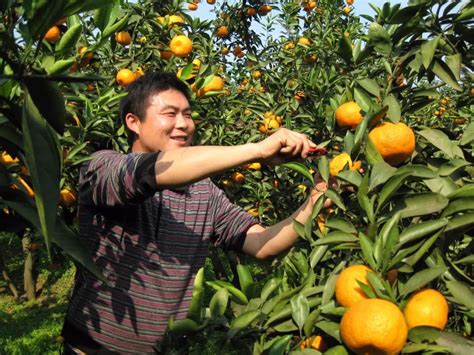 柑橘采摘图片橘子采摘采摘园效果图大山谷图库