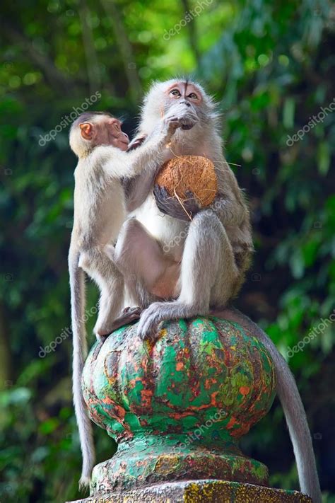 Monkeys near Batu Caves temple — Stock Photo © swisshippo #113956708