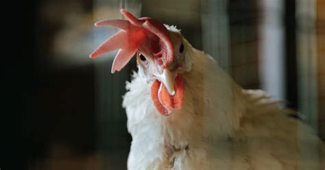 Poultry Farming: Taking the First Steps