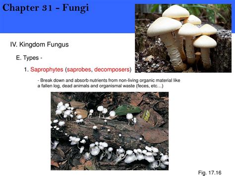 Ppt Iv Kingdom Fungus Powerpoint Presentation Free Download Id