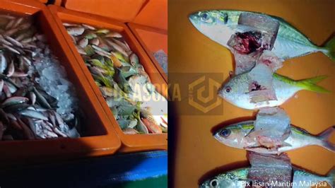 Pengebom Ikan Nekad Terjun Laut Elak Ditahan Deasoka